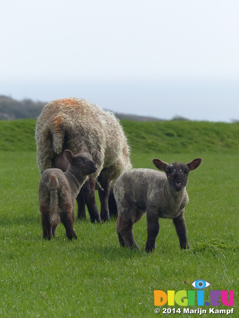 FZ004633 Two little lambs